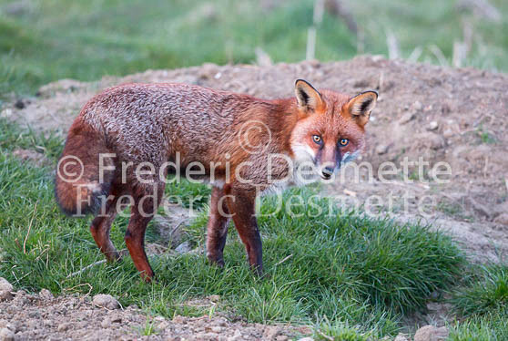 Red fox 567 (Vulpes vulpes)