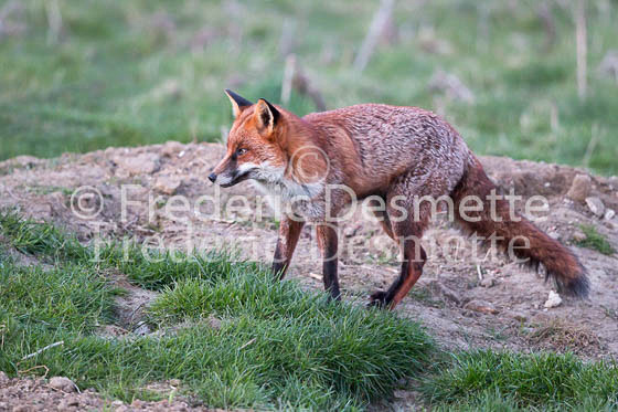 Red fox 559 (Vulpes vulpes)