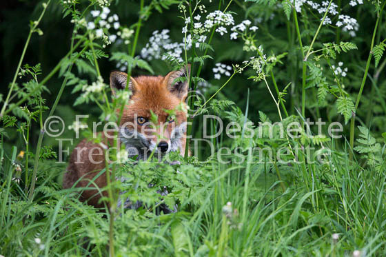 Red fox 588 (Vulpes vulpes)