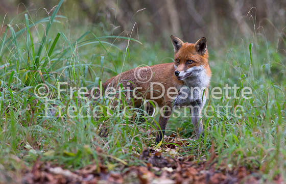 Red fox 593 (Vulpes vulpes)