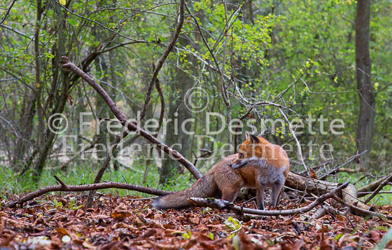 Red fox 594 (Vulpes vulpes)