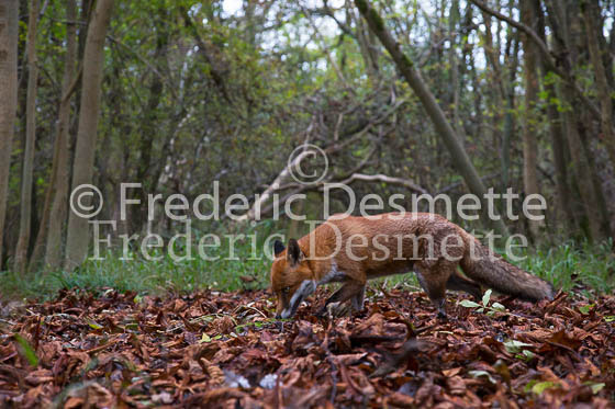 Red fox 595 (Vulpes vulpes)