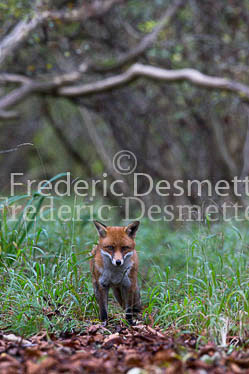 Red fox 596 (Vulpes vulpes)