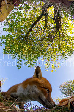 Red fox 604 (Vulpes vulpes)