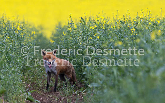 Red fox 632 (Vulpes vulpes)