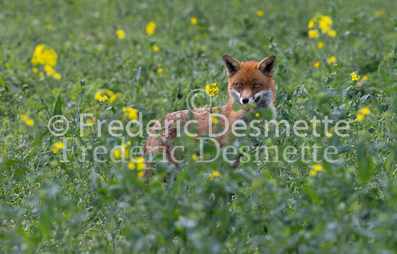 Red fox 606 (Vulpes vulpes)
