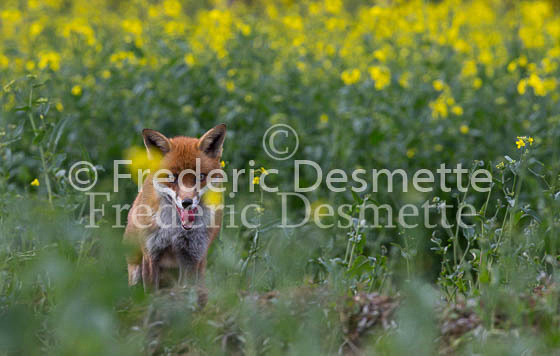 Red fox 655 (Vulpes vulpes)