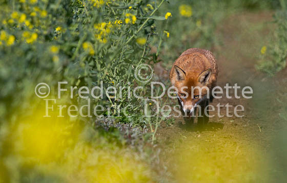 Red fox 607 (Vulpes vulpes)