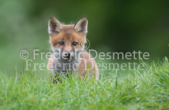 Red fox 615 (Vulpes vulpes)