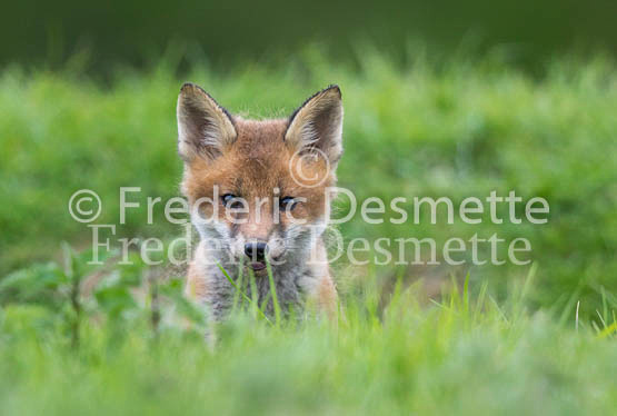 Red fox 614 (Vulpes vulpes)