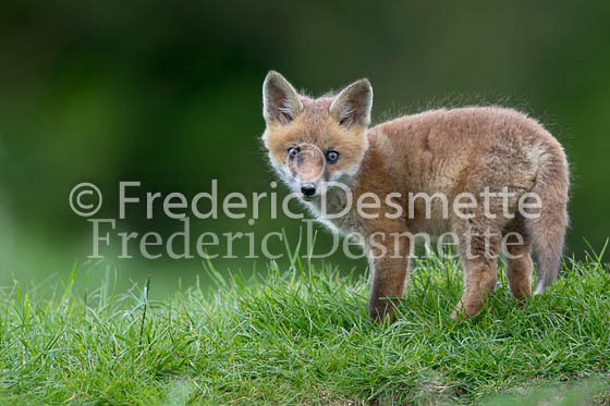 Red fox 627 (Vulpes vulpes)