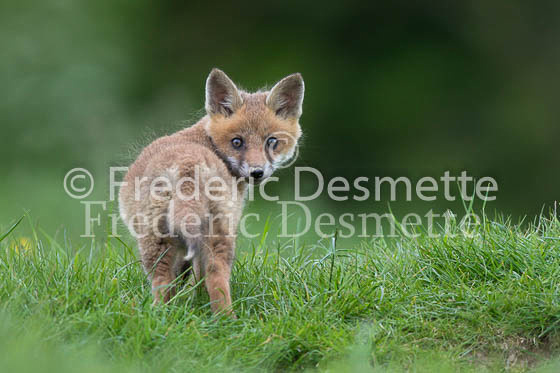 Red fox 613 (Vulpes vulpes)
