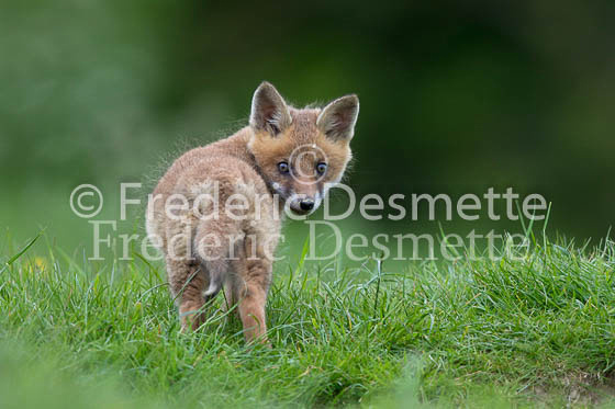 Red fox 628 (Vulpes vulpes)