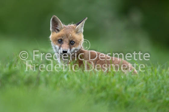 Red fox 612 (Vulpes vulpes)