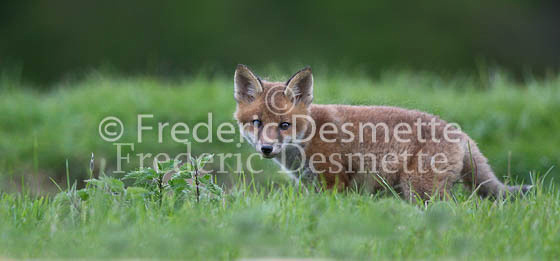 Red fox 618 (Vulpes vulpes)