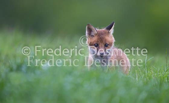 Red fox 638 (Vulpes vulpes)