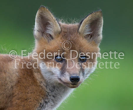 Red fox 611 (Vulpes vulpes)