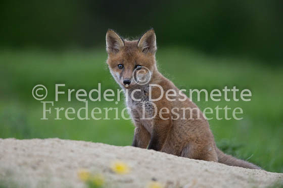 Red fox 635 (Vulpes vulpes)