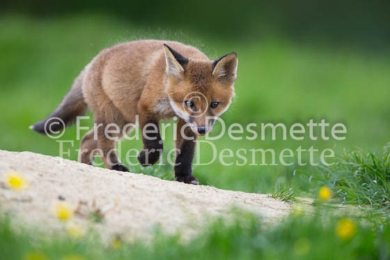 Red fox 605 (Vulpes vulpes)