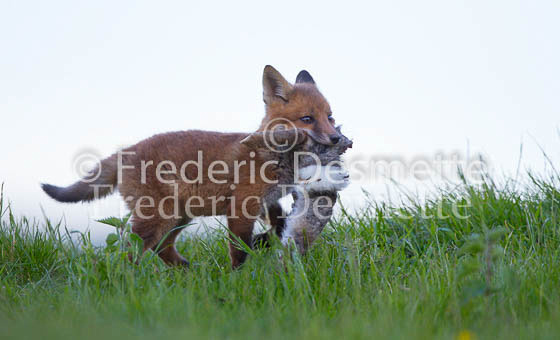 Red fox 647 (Vulpes vulpes)