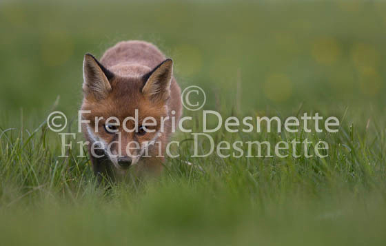 Red fox 619 (Vulpes vulpes)