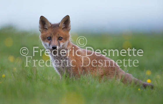 Red fox 623 (Vulpes vulpes)