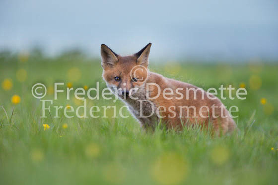 Red fox 622 (Vulpes vulpes)