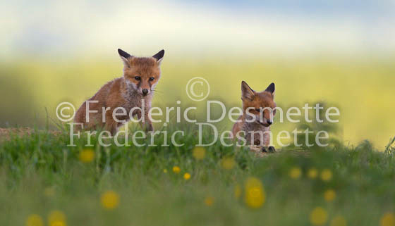 Red fox 645 (Vulpes vulpes)
