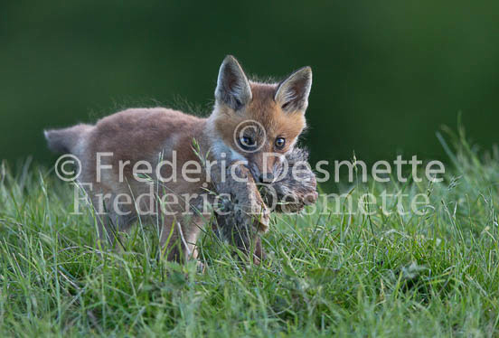 Red fox 639 (Vulpes vulpes)