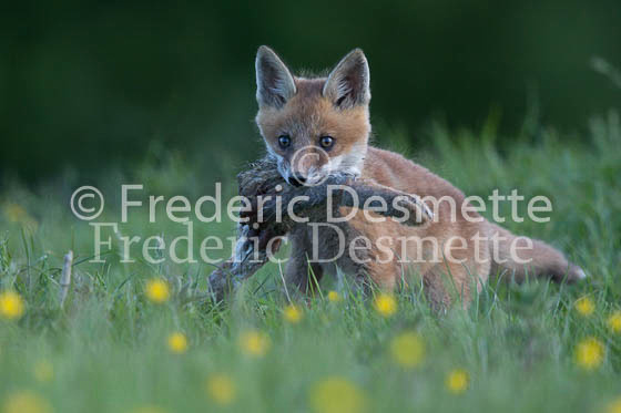 Red fox 644 (Vulpes vulpes)