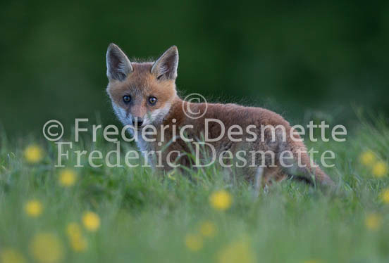 Red fox 643 (Vulpes vulpes)