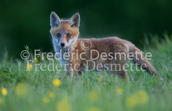 Red fox 646 (Vulpes vulpes)