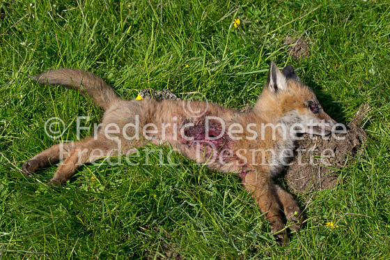 Red fox 641 (Vulpes vulpes)
