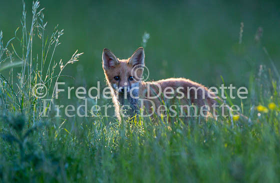 Red fox 630 (Vulpes vulpes)