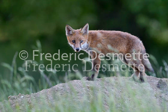 Red fox 651 (Vulpes vulpes)