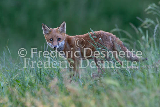 Red fox 650 (Vulpes vulpes)