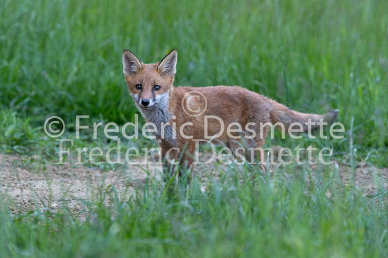 Red fox 649 (Vulpes vulpes)