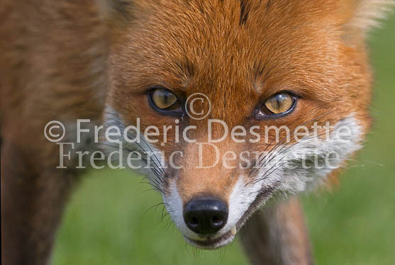 Red fox 704 (Vulpes vulpes)