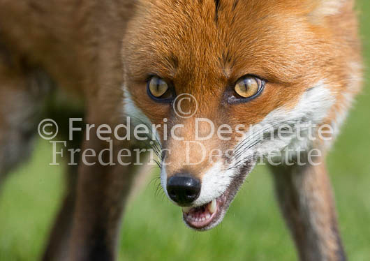 Red fox 703 (Vulpes vulpes)