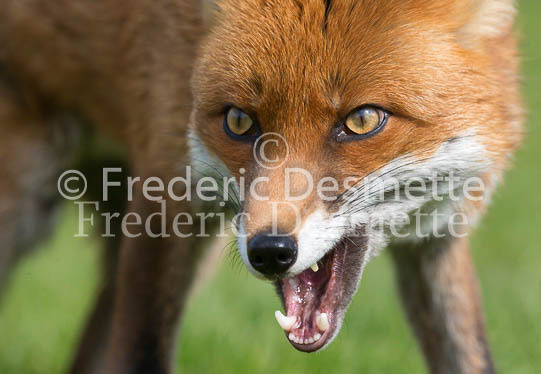 Red fox 702 (Vulpes vulpes)