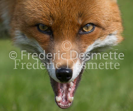 Red fox 700 (Vulpes vulpes)
