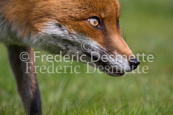 Red fox 701 (Vulpes vulpes)