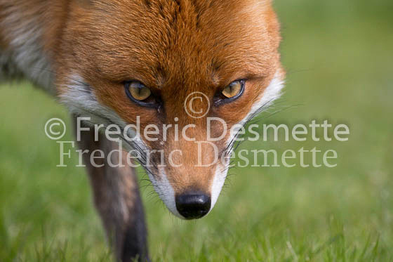 Red fox 699 (Vulpes vulpes)