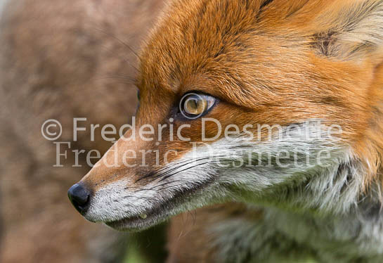 Red fox 697 (Vulpes vulpes)