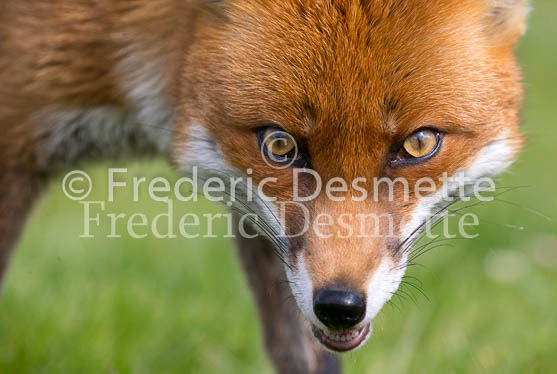 Red fox 683 (Vulpes vulpes)