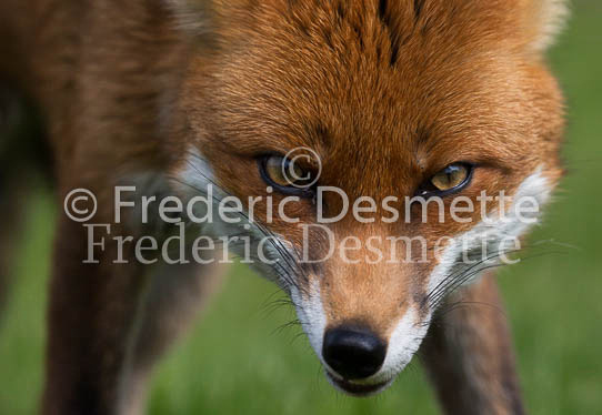 Red fox 693 (Vulpes vulpes)