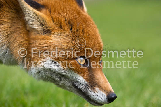 Red fox 710 (Vulpes vulpes)