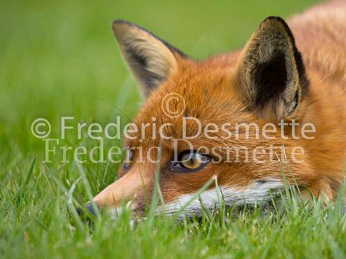Red fox 708 (Vulpes vulpes)