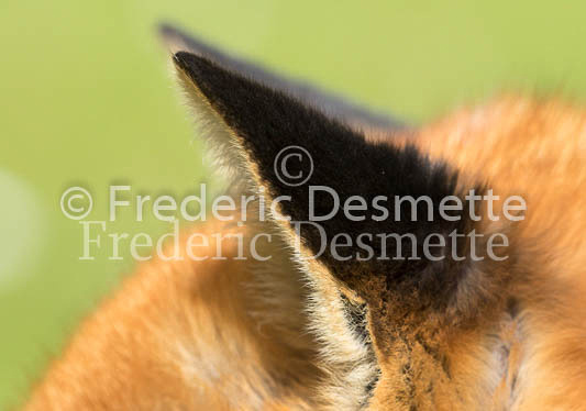 Red fox 714 (Vulpes vulpes)