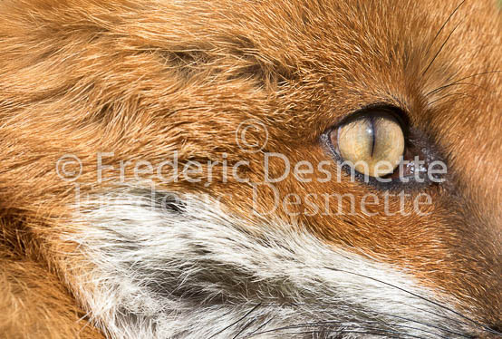 Red fox 692 (Vulpes vulpes)